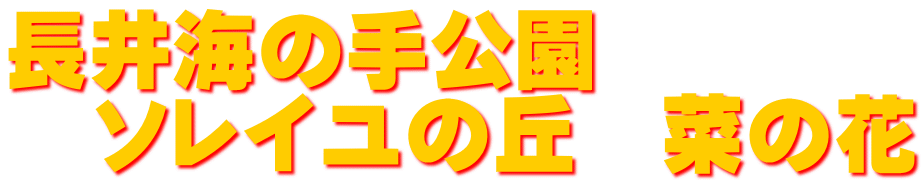 長井海の手公園　 　ソレイユの丘　菜の花