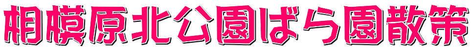 相模原北公園ばら園散策