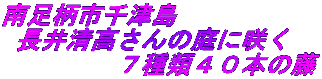 南足柄市千津島  長井清高さんの庭に咲く 　　　　 ７種類４０本の藤