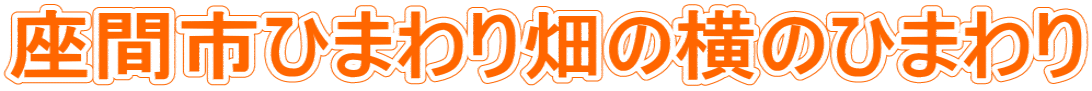 座間市ひまわり畑の横のひまわり