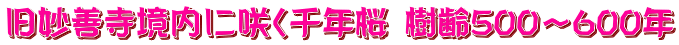 旧妙善寺境内に咲く千年桜  樹齢500～600年