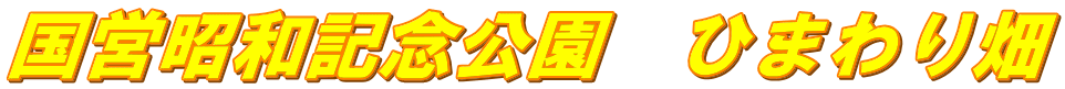 国営昭和記念公園　ひまわり畑