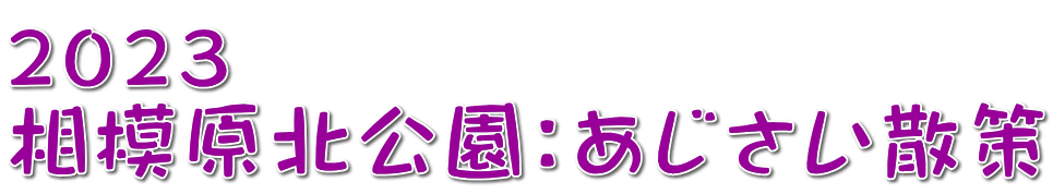 ２０２３　 相模原北公園：あじさい散策 