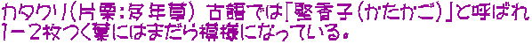 カタクリ（片栗：多年草） 古語では「堅香子（かたかご）」と呼ばれ １－２枚つく葉にはまだら模様になっている。