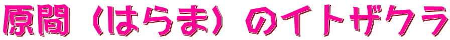 原間（はらま）のイトザクラ
