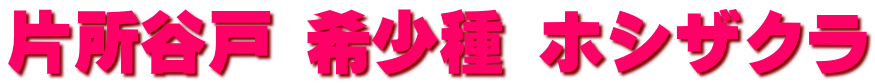 片所谷戸 希少種 ホシザクラ