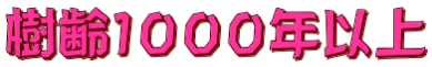 樹齢１０００年以上