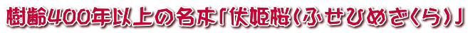 樹齢400年以上の名木「伏姫桜（ふせひめざくら）」