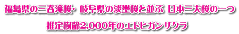 福島県の三春滝桜・ 岐阜県の淡墨桜と並ぶ 日本三大桜の一つ  　　　　　推定樹齢2,000年のエドヒガンザクラ