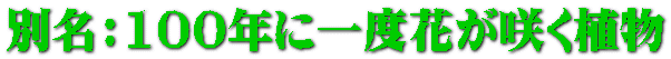別名：100年に一度花が咲く植物