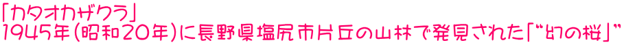 「カタオカザクラ」 1945年（昭和20年）に長野県塩尻市片丘の山林で発見された「“幻の桜」”