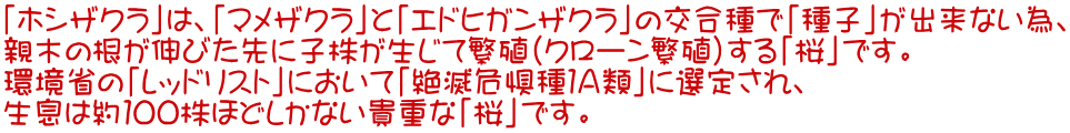 「ホシザクラ」は、「マメザクラ」と「エドヒガンザクラ」の交合種で「種子」が出来ない為、 親木の根が伸びた先に子株が生じて繁殖（クローン繁殖）する「桜」です。 環境省の「レッドリスト」において「絶滅危惧種１Ａ類」に選定され、 生息は約１００株ほどしかない貴重な「桜」です。